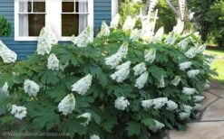 Snow Queen Oakleaf Hydrangea - 3 Gallon Pot -Garden Wisp Sales Store Hydrangea Oakleaf Snow Queen 11