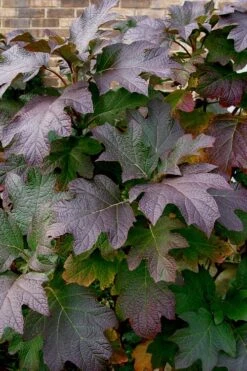 Snow Queen Oakleaf Hydrangea - 1 Gallon Pot -Garden Wisp Sales Store Hydrangea Oakleaf Snow Queen 3 1