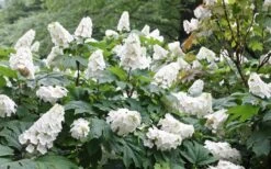 Snow Queen Oakleaf Hydrangea - 3 Gallon Pot -Garden Wisp Sales Store Hydrangea Oakleaf Snow Queen 6