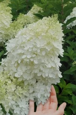 Phantom Hydrangea - 3 Gallon Pot 8 Phantom Hydrangea - 3 Gallon Pot -Garden Wisp Sales Store Hydrangea Phantom 20