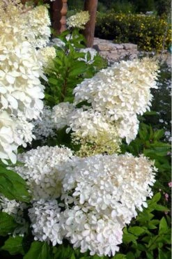 Phantom Hydrangea - 3 Gallon Pot 9 Phantom Hydrangea - 3 Gallon Pot -Garden Wisp Sales Store Hydrangea Phantom 500x750 1