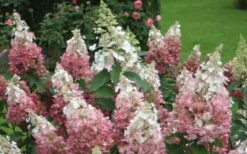 Pinky Winky Hydrangea - 3 Gallon Pot -Garden Wisp Sales Store Hydrangea Pinky Winky 1