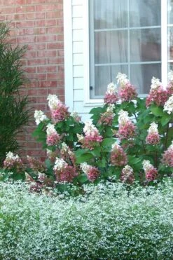 Pinky Winky Hydrangea - 3 Gallon Pot -Garden Wisp Sales Store Hydrangea Pinky Winky 12