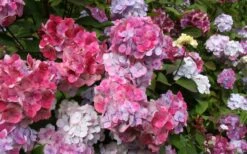 Preziosa Multi Color Hydrangea - 1 Gallon Pot 10 Preziosa Multi Color Hydrangea - 1 Gallon Pot -Garden Wisp Sales Store Hydrangea Preziosa 18 1