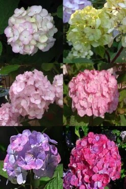 Preziosa Multi Color Hydrangea - 3 Gallon Pot -Garden Wisp Sales Store Hydrangea Preziosa 19