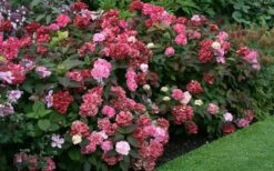 Preziosa Multi Color Hydrangea - 3 Gallon Pot -Garden Wisp Sales Store Hydrangea Preziosa 7
