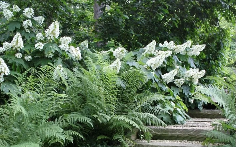 Oakleaf Hydrangea - 3 Gallon Pot 6 Oakleaf Hydrangea - 3 Gallon Pot - Image 6