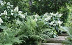 Alice Oakleaf Hydrangea - 3 Gallon Pot -Garden Wisp Sales Store Hydrangea Quercifolia Oakleaf 50