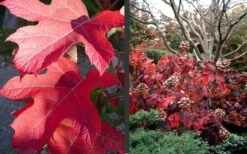 Semmes Beauty Oakleaf Hydrangea - 3 Gallon Pot -Garden Wisp Sales Store Hydrangea Semmes Beauty Fall Foliage Color