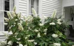 Semmes Beauty Oakleaf Hydrangea - 3 Gallon Pot -Garden Wisp Sales Store Hydrangea Semmes Beauty Home Foundation Planting