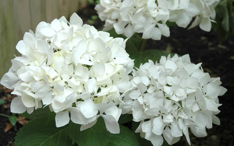 Sister Theresa Hydrangea - 3 Gallon Pot 5 Sister Theresa Hydrangea - 3 Gallon Pot - Image 5