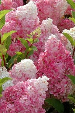 Strawberry Sundae Hydrangea - 3 Gallon Pot 10 Strawberry Sundae Hydrangea - 3 Gallon Pot -Garden Wisp Sales Store Hydrangea Strawberry Sundae Flowers 3