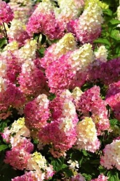 Strawberry Sundae Hydrangea - 1 Gallon Pot 11 Strawberry Sundae Hydrangea - 1 Gallon Pot -Garden Wisp Sales Store Hydrangea Strawberry Sundae Flowers 5 1