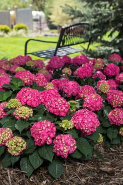 Summer Crush Endless Summer Hydrangea - 2 Gallon Pot 15 Summer Crush Endless Summer Hydrangea - 2 Gallon Pot -Garden Wisp Sales Store Hydrangea Summer Crush Endless Summer 3 2