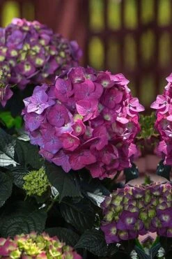 Summer Crush Endless Summer Hydrangea - 7 Gallon Pot -Garden Wisp Sales Store Hydrangea Summer Crush Endless Summer 4 4
