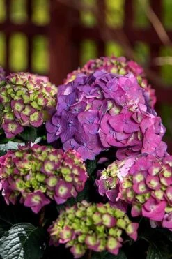 Summer Crush Endless Summer Hydrangea - 6 Gallon Pot (COPY) -Garden Wisp Sales Store Hydrangea Summer Crush Endless Summer 5 1