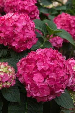 Summer Crush Endless Summer Hydrangea - 6 Gallon Pot -Garden Wisp Sales Store Hydrangea Summer Crush Endless Summer 6 3