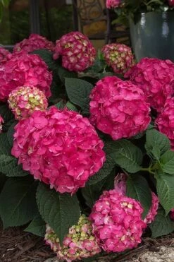 Summer Crush Endless Summer Hydrangea - 7 Gallon Pot -Garden Wisp Sales Store Hydrangea Summer Crush Endless Summer 7 4