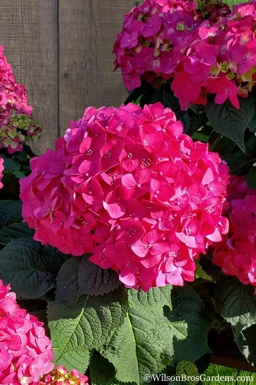 Summer Crush Endless Summer Hydrangea - 7 Gallon Pot