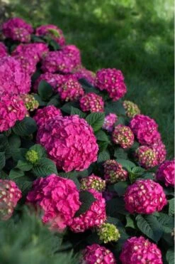 Summer Crush Endless Summer Hydrangea - 6 Gallon Pot (COPY) -Garden Wisp Sales Store Hydrangea Summer Crush Endless Summer 9 1