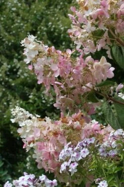 Tardiva Hydrangea - 3 Gallon Pot -Garden Wisp Sales Store Hydrangea Tardiva 11