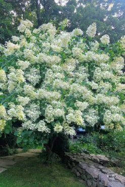 Tardiva Hydrangea - 3 Gallon Pot -Garden Wisp Sales Store Hydrangea Tardiva 16