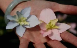 Tuff Stuff Ah-Ha Mountain Hydrangea - 3 Gallon Pot -Garden Wisp Sales Store Hydrangea Tuff Stuff 3