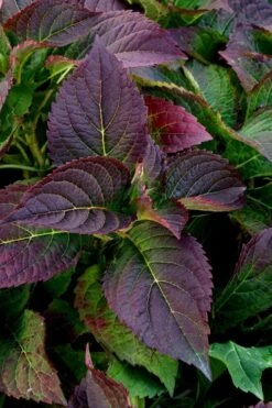 Tuff Stuff Ah-Ha Mountain Hydrangea - 3 Gallon Pot -Garden Wisp Sales Store Hydrangea Tuff Stuff 4
