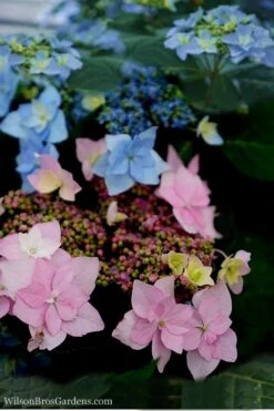 Tuff Stuff Ah-Ha Mountain Hydrangea - 3 Gallon Pot -Garden Wisp Sales Store Hydrangea Tuff Stuff 5