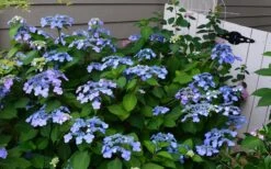 Twist-N-Shout Endless Summer Hydrangea - 3 Gallon Pot -Garden Wisp Sales Store Hydrangea Twist N Shout Blue Flowers 3 1