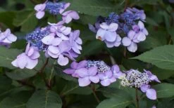 Twist-N-Shout Endless Summer Hydrangea - 3 Gallon Pot -Garden Wisp Sales Store Hydrangea Twist N Shout Lavender Flowers 2 1