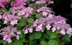Twist-N-Shout Endless Summer Hydrangea - 3 Gallon Pot -Garden Wisp Sales Store Hydrangea Twist N Shout Pink Flowers 2 1