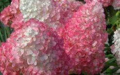 Vanilla Strawberry Hydrangea - 1 Gallon Pot 11 Vanilla Strawberry Hydrangea - 1 Gallon Pot -Garden Wisp Sales Store Hydrangea Vanilla Strawberry 2 1