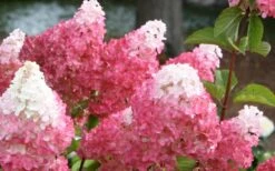Vanilla Strawberry Hydrangea - 3 Gallon Pot -Garden Wisp Sales Store Hydrangea Vanilla Strawberry 3