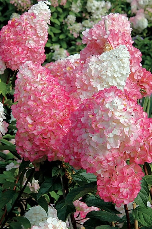 Vanilla Strawberry Hydrangea - 1 Gallon Pot 6 Vanilla Strawberry Hydrangea - 1 Gallon Pot - Image 6