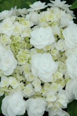 Double Delights Wedding Gown Lacecap Hydrangea - 3 Gallon Pot -Garden Wisp Sales Store Hydrangea Wedding Gown 2