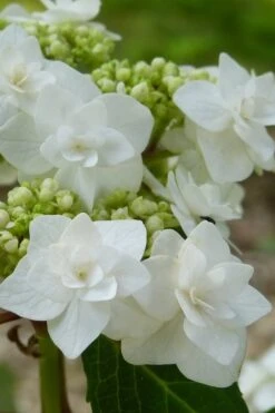 Double Delights Wedding Gown Lacecap Hydrangea - 3 Gallon Pot -Garden Wisp Sales Store Hydrangea Wedding Gown 23