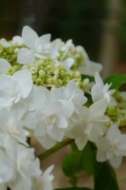 Double Delights Wedding Gown Lacecap Hydrangea - 3 Gallon Pot -Garden Wisp Sales Store Hydrangea Wedding Gown 4