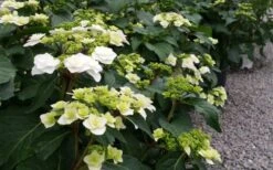 Double Delights Wedding Gown Lacecap Hydrangea - 3 Gallon Pot -Garden Wisp Sales Store Hydrangea Wedding Gown 6