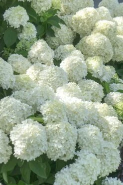 White Wedding Hydrangea - 3 Gallon Pot -Garden Wisp Sales Store Hydrangea White Wedding 5 x750 1