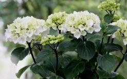 Zebra Hydrangea - 1 Gallon Pot -Garden Wisp Sales Store Hydrangea Zebra Flowers