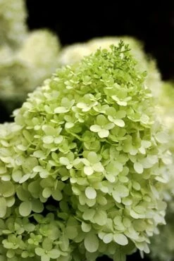 Limelight PeeGee Hydrangea - Single Trunk Topiary Tree - 5 Gallon Pot -Garden Wisp Sales Store Hydrangea limelightf BS 2