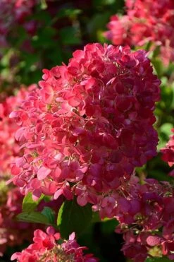 Diamond Rouge Hydrangea - 3 Gallon Pot -Garden Wisp Sales Store Hydrangia Diamond Rouge 5