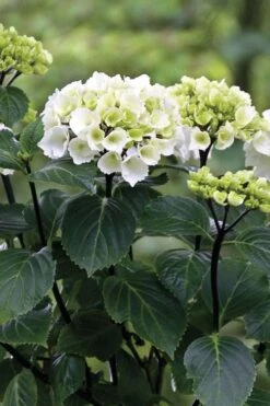 Zebra Hydrangea - 3 Gallon Pot -Garden Wisp Sales Store Hydrangrea Zebra 11