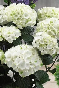 Zebra Hydrangea - 3 Gallon Pot -Garden Wisp Sales Store Hydrangrea Zebra 12 1