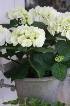 Zebra Hydrangea - 3 Gallon Pot -Garden Wisp Sales Store Hydrangrea Zebra 14 1