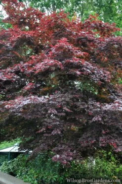 Red Japanese Maple - Acer Palmatum 'Atropurpureum' - 1 Gallon Pot 10 Red Japanese Maple - Acer Palmatum 'Atropurpureum' - 1 Gallon Pot -Garden Wisp Sales Store Japanese Maple Atropurpureum 2