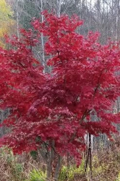 Red Japanese Maple - Acer Palmatum 'Atropurpureum' - 1 Gallon Pot 11 Red Japanese Maple - Acer Palmatum 'Atropurpureum' - 1 Gallon Pot -Garden Wisp Sales Store Japanese Maple Atropurpureum 3