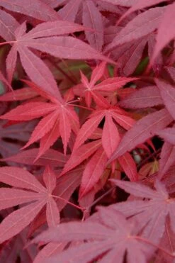 Red Japanese Maple - Acer Palmatum 'Atropurpureum' - 1 Gallon Pot 13 Red Japanese Maple - Acer Palmatum 'Atropurpureum' - 1 Gallon Pot -Garden Wisp Sales Store Japanese Maple Atropurpureum 4