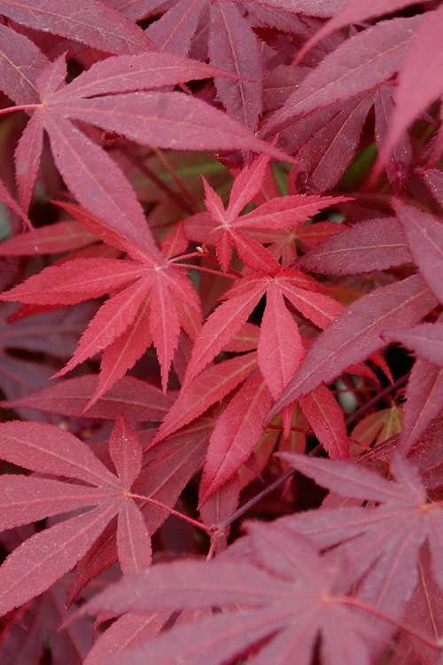 Red Japanese Maple - Acer Palmatum 'Atropurpureum' - 1 Gallon Pot 7 Red Japanese Maple - Acer Palmatum 'Atropurpureum' - 1 Gallon Pot - Image 7